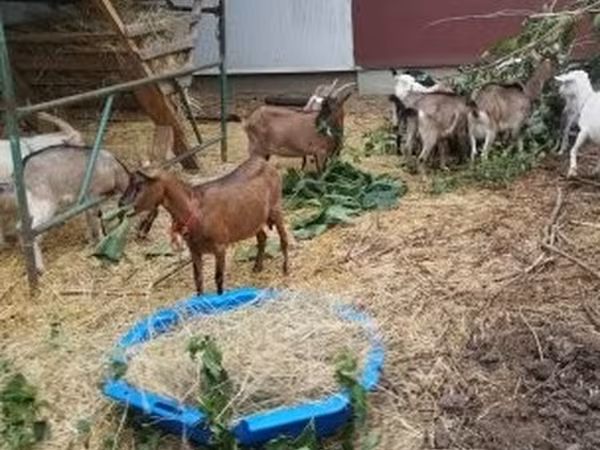 Koza, Kozy