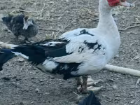 Ducks — photo 3