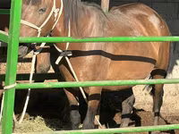 Kobyła, Kazakh horse — zdjęcie 2