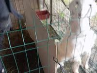 Goat, Alpine goat — photo 4