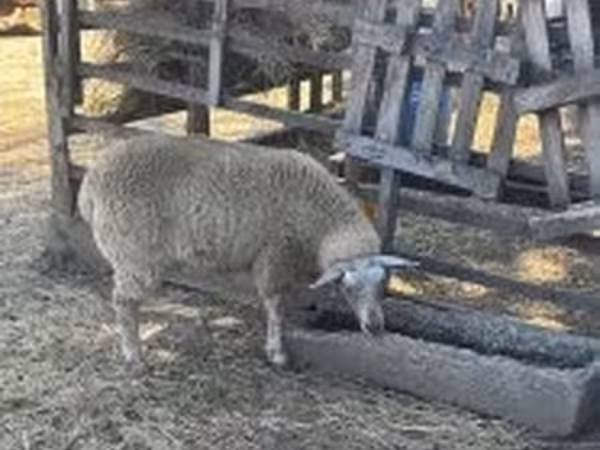 Ovce, Beltex sheep
