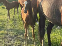At, Akhal-Teke — foto 4