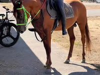 घोड़ा, Karabakh horse — फ़ोटो 1