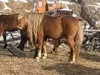 Caballo, Caballos — foto 1