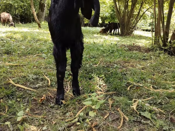 Goats (batch, sex not specified), Goats — Azerbaijan