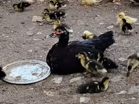 Ducks — 照片 3