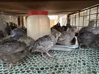 Quails — Foto 1
