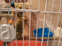 Qabaqdakı erkek quş satılır. qəfəsdə 2 erkekdir ona göre satılır. ev — Foto 3