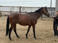 Caballo, Thoroughbred horse — foto 1