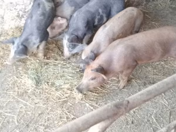 Porca, Porcos