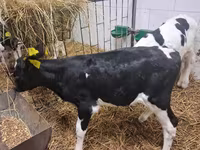 सांड, Simmental cattle — फ़ोटो 3