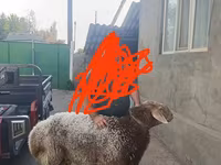 Ram, Tian-Shan semifinewool sheep — photo 2