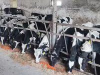 सांड, Russian Black pied cattle — फ़ोटो 3