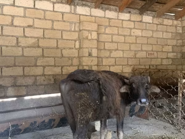 Buğa, Mal-qara — Azərbaycan