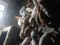 خنزير ذكر, الخنازير — الصورة 4