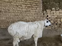 Qoyunlar (partiya, cinsi göstərilməyib), Qoyunlar — foto 1