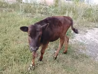 Bull, Cattle — photo 1