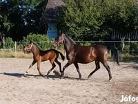 Klisna, Lipizzaner — foto 4