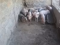 Ana donuz, Donuzlar — foto 1