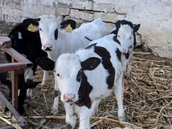 Buğa, Russian Black pied cattle