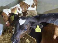 İribuynuzlu mal-qara (partiya, cinsi göstərilməyib), Simmental cattle — foto 1
