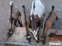 Kozel, Pomellata goat — foto 3