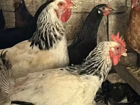 Chickens — photo 1