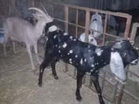 Keçi, Beetal goats — foto 2