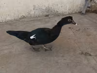Ducks — photo 1