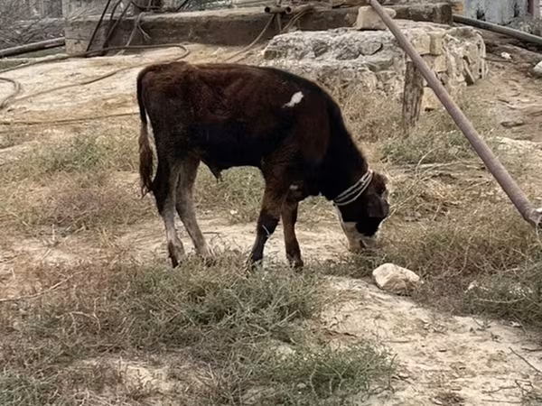 Bull, Cattle — Azerbaijan
