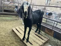 Kozioł, Nubian Goat — zdjęcie 4