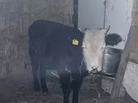 Cow, Kazakh White-headed cow — photo 3