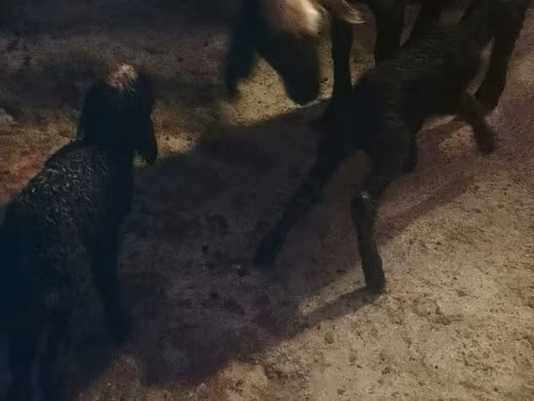 Sheep, Sheep — Azerbaijan