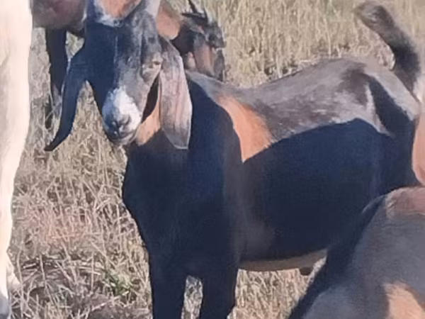 Keçi, Nubian Goat