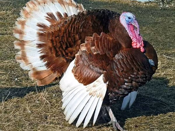 Burbon Qırmızı