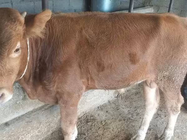Toro, Simmental cattle