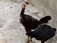 Guinea fowl — photo 1
