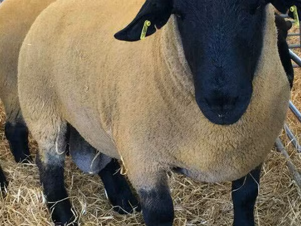Qoç, Dorper sheep