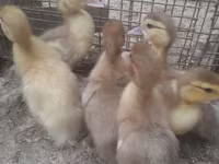 Ducks — 照片 1