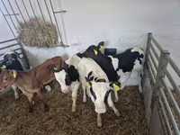 Býk, Russian Black pied cattle — foto 5