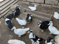 Ducks — الصورة 2