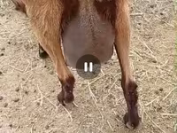 母山羊, Saanen goat — 照片 7