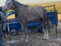 At, Atlar — foto 1
