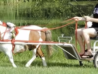 Horse (M), Miniature horse — photo 4