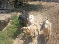 Goats (batch, sex not specified), Goats — photo 2
