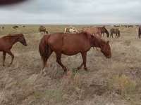 Égua, Mugalzhar horse — foto 5