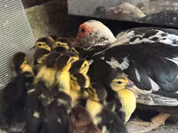 Ducks — photo 2