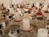 Chickens — फ़ोटो 5