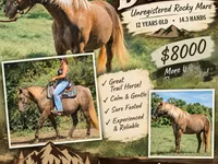 Yegua, Kentucky mountain daddle horse — foto 1