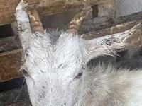 Ziege, Saanen goat — Foto 2